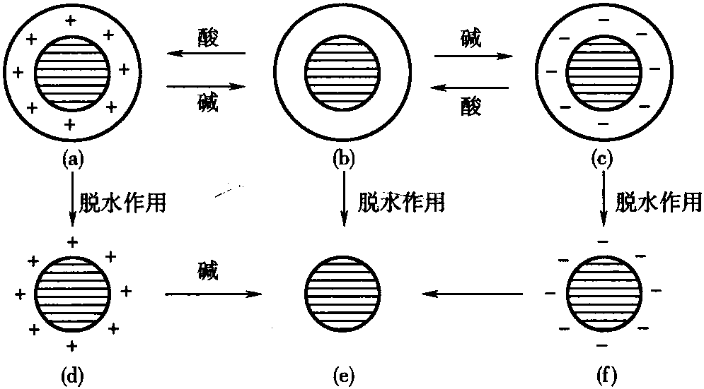 一、生皮的蛋白質(zhì)組分